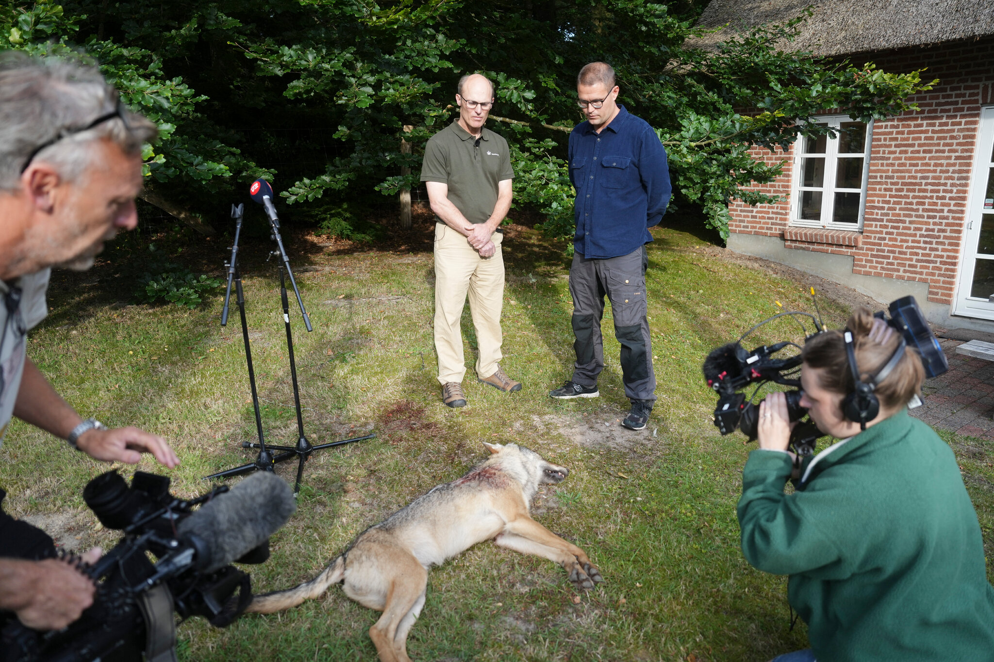 Wolf killed by Danish police for showing signs of domestication